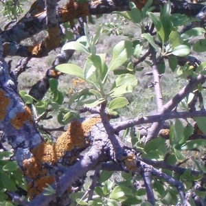 Photographie n°81595 du taxon Pyrus spinosa Forssk. [1775]