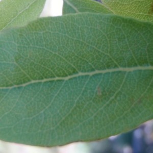 Photographie n°81598 du taxon Pyrus spinosa Forssk. [1775]