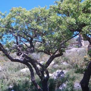 Photographie n°81600 du taxon Pyrus spinosa Forssk. [1775]