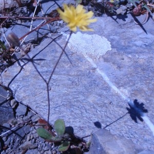 Photographie n°81603 du taxon Crepis L. [1753]