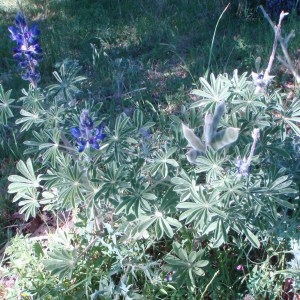 Photographie n°81616 du taxon Lupinus angustifolius L. [1753]