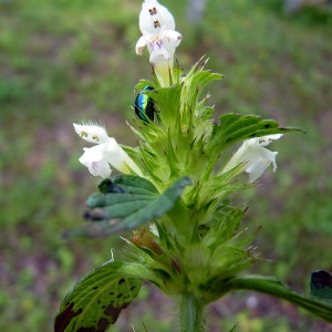 Photographie n°81668 du taxon Galeopsis tetrahit L. [1753]