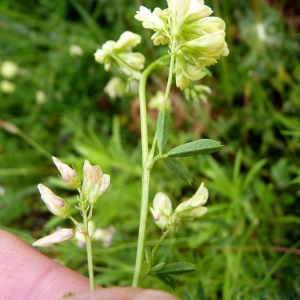 Photographie n°81675 du taxon Medicago sativa subsp. media (Pers.) Schübler & G.Martens [1834]