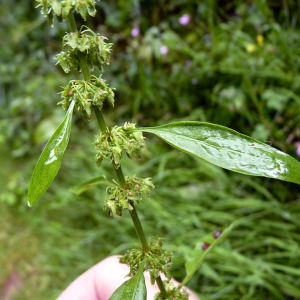 Photographie n°81681 du taxon Rumex obtusifolius L. [1753]