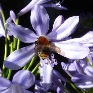  - Agapanthus L'Hér. [1788]