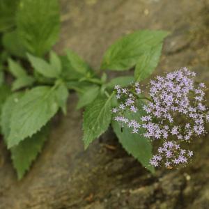 Photographie n°81685 du taxon Trachelium caeruleum L. [1753]