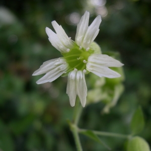 Photographie n°81689 du taxon Silene baccifera (L.) Roth [1788]