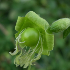 Photographie n°81690 du taxon Silene baccifera (L.) Roth [1788]