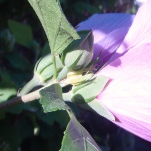 Photographie n°81693 du taxon Hibiscus syriacus L. [1753]