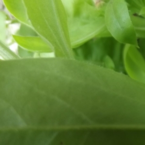 Photographie n°81719 du taxon Calendula officinalis L. [1753]