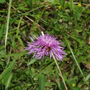 Photographie n°81765 du taxon Centaurea jacea subsp. grandiflora (Gaudin) Schübler & G.Martens [1834]