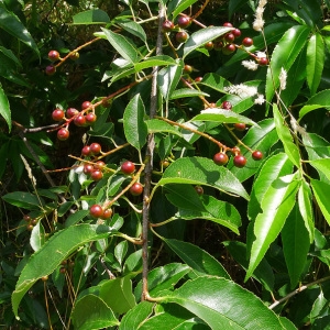 Photographie n°81806 du taxon Prunus serotina Ehrh. [1784]