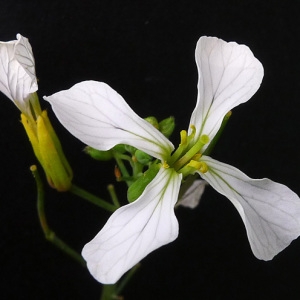 Photographie n°81811 du taxon Raphanus sativus L. [1753]