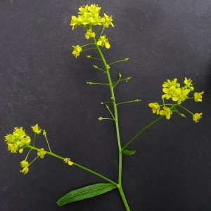 Photographie n°81813 du taxon Rorippa austriaca (Crantz) Besser [1821]