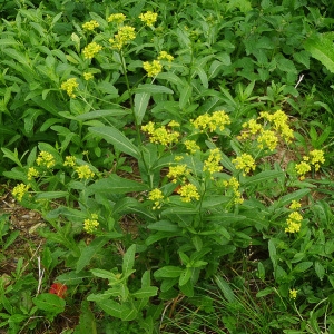 Photographie n°81815 du taxon Rorippa austriaca (Crantz) Besser [1821]