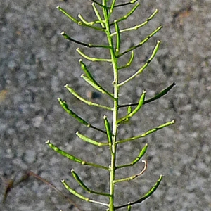 Photographie n°81823 du taxon Sisymbrium loeselii L. [1755]