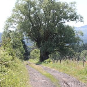 Photographie n°81837 du taxon Salix alba L. [1753]