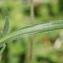  Marie  Portas - Achillea ptarmica L.