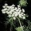  Marie  Portas - Ammi majus L.