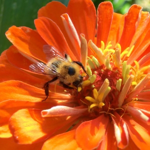 Photographie n°81879 du taxon Zinnia L. [1759]