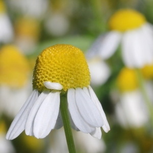 Chrysanthemum chamomilla (L.) Bernh. (Camomille sauvage)