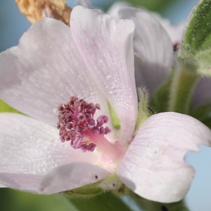 Photographie n°81887 du taxon Althaea officinalis L. [1753]