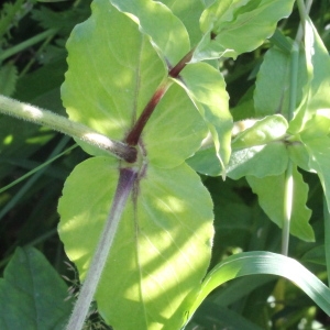 Photographie n°81889 du taxon Myosoton aquaticum (L.) Moench [1794]