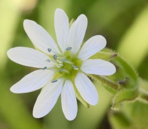 Marie  Portas, le 21 juillet 2012 (Chauny)