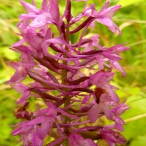 Photographie n°81896 du taxon Anacamptis pyramidalis (L.) Rich. [1817]