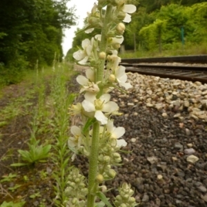 Photographie n°81898 du taxon Verbascum lychnitis f. album (Mill.) W.D.J.Koch