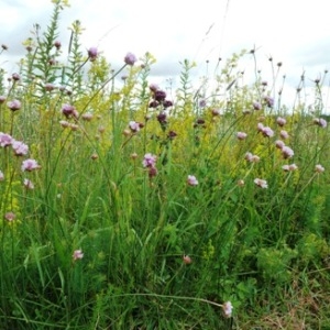 Photographie n°81899 du taxon Armeria arenaria (Pers.) Schult. [1820]