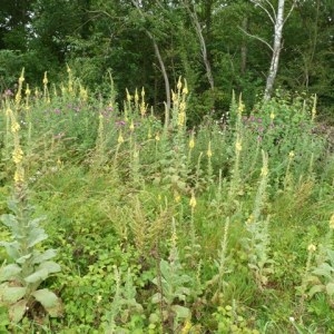 Photographie n°81904 du taxon Verbascum densiflorum Bertol. [1810]