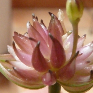 Photographie n°81915 du taxon Allium oleraceum L. [1753]