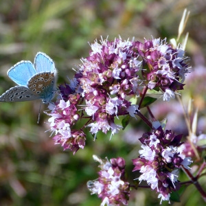 Photographie n°81917 du taxon Origanum vulgare L.