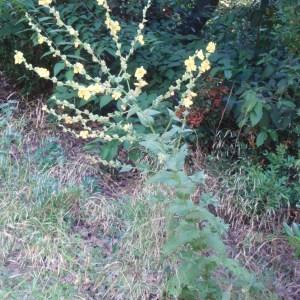 Photographie n°81940 du taxon Verbascum sinuatum L. [1753]