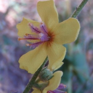 Photographie n°81945 du taxon Verbascum sinuatum L. [1753]