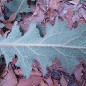 Photographie n°81948 du taxon Verbascum sinuatum L. [1753]