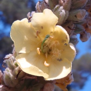 Photographie n°81953 du taxon Verbascum thapsus L. [1753]