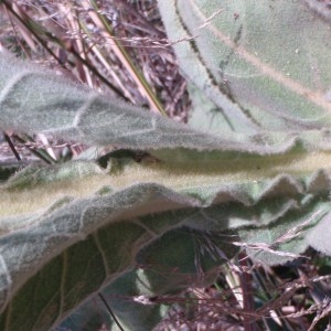 Photographie n°81956 du taxon Verbascum thapsus L. [1753]