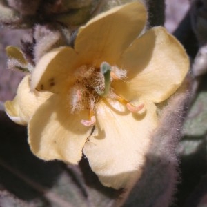 Photographie n°81960 du taxon Verbascum thapsus L. [1753]