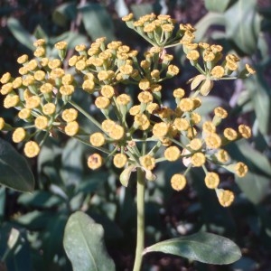 Buprestis fruticosa (L.) Spreng. (Buplèvre arbustif)