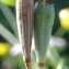  Marie  Portas - Papaver dubium L.