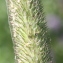  Marie  Portas - Phleum pratense L. [1753]