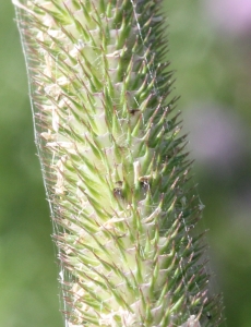 Marie  Portas, le 17 juin 2012 (Saint-Urcize)