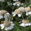  Marie  Portas - Achillea ptarmica L.