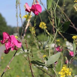 Photographie n°82000 du taxon Lathyrus tuberosus L.