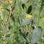  Marie  Portas - Lathyrus tuberosus L.