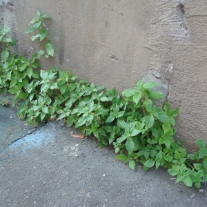 Photographie n°82002 du taxon Parietaria judaica L. [1756]