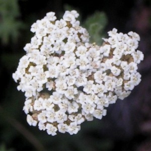 Photographie n°82014 du taxon Achillea odorata L. [1759]