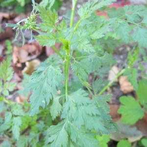 Photographie n°82032 du taxon Anthriscus sylvestris (L.) Hoffm. [1814]